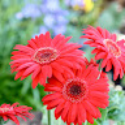 Antoinette zoekt een Studio in Gent